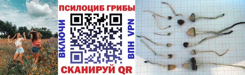 Купить закладки  Камбарка  Галлюциногенные грибы Magic Shrooms 